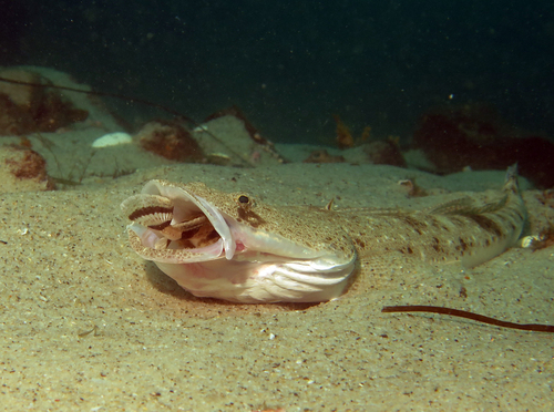 Black flathead (Platycephalus fuscus) — Platycephalidae — 5