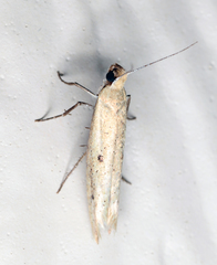 Ypsolopha ochrella
