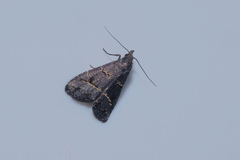 Schrankia bilineata