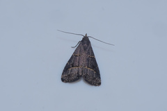 Schrankia bilineata