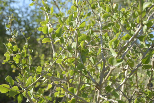 Image of Lycium americanum by (c) Jose Luis Navarro, some rights reserved (CC BY)