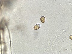 Cortinarius angelesianus