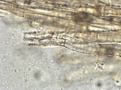 Cortinarius angelesianus