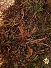 Phlegmariurus crassus