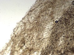 Cortinarius angelesianus