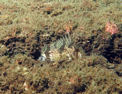 Centropogon australis
