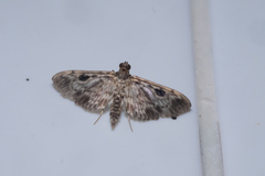 Rhimphaliodes macrostigma