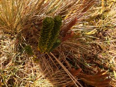 Valeriana microphylla