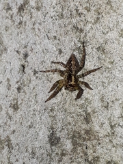 Asaphobelis physonychus