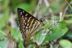 Dodona eugenes