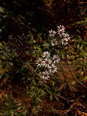 Linochilus rupestris