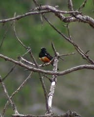 Mocking Cliff Chat photo 2