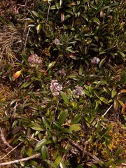 Valeriana adscendens
