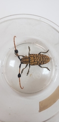 Aristobia approximator