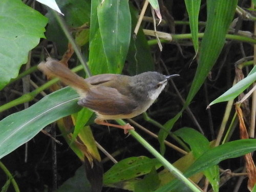Prinia flaviventris