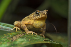 Ingerophrynus divergens