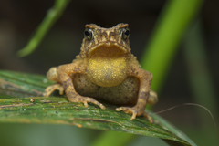 Ingerophrynus divergens