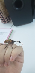 Aristobia approximator