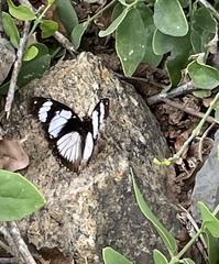 Hypolimnas deceptor deceptor