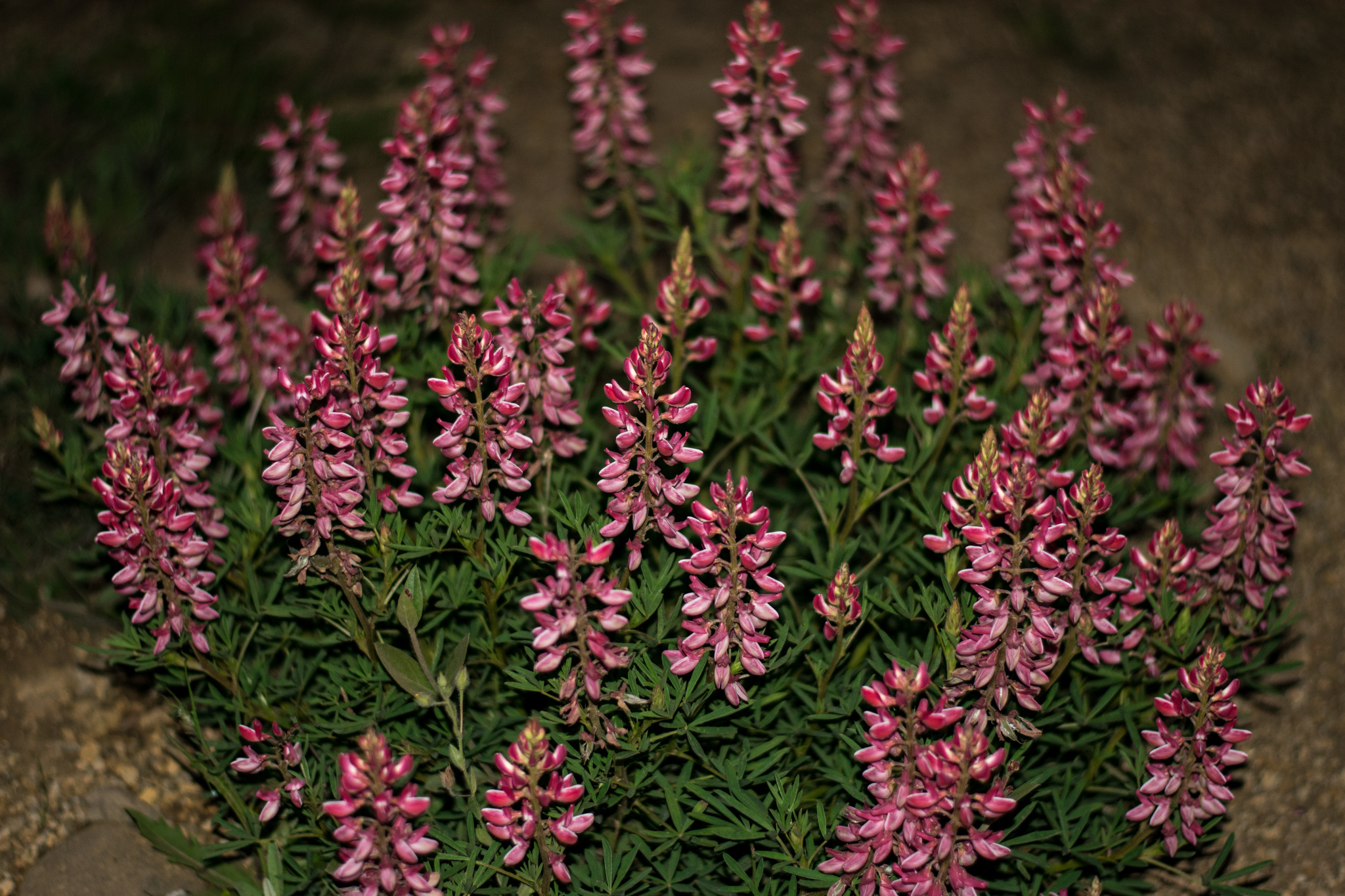Lupinus rubriflorus