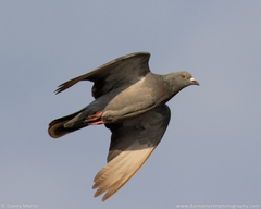 Columba livia domestica