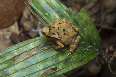 Ingerophrynus divergens