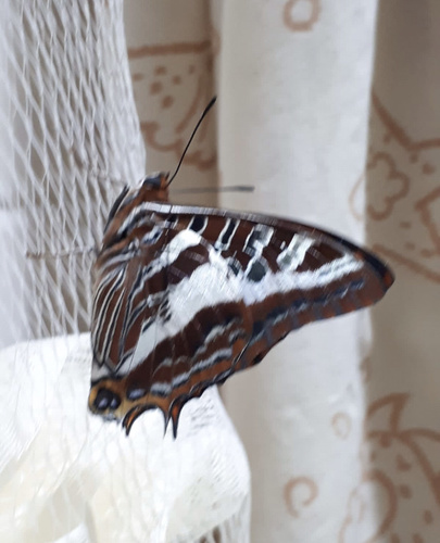 Silver-barred Charaxes