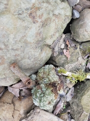 Lithocarpus lepidocarpus