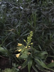 Bulbine latifolia latifolia