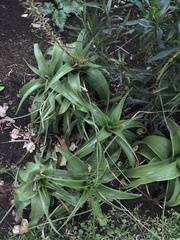 Bulbine latifolia latifolia