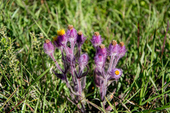 Senecio conyzifolius