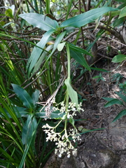Hedyotis acutangula