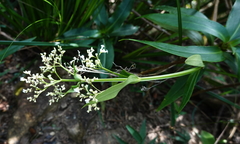 Hedyotis acutangula