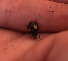Harmonia axyridis