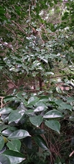 Suregada zanzibariensis