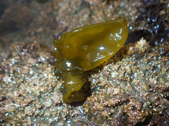 Dactylosiphon bullosus