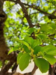 Sarcomphalus joazeiro