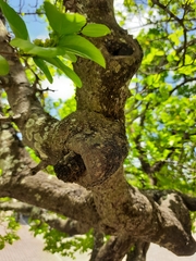 Sarcomphalus joazeiro