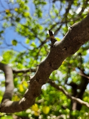 Sarcomphalus joazeiro