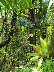 Guzmania berteroniana