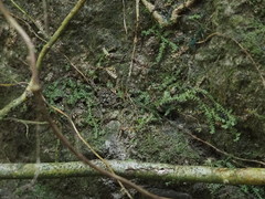 Selaginella lutchuensis