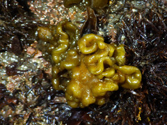 Dactylosiphon bullosus