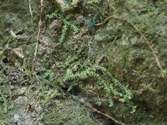 Selaginella lutchuensis