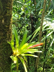 Guzmania berteroniana