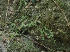 Selaginella lutchuensis