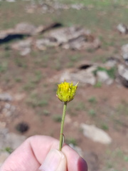 Lasiosiphon sericocephalus