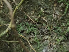Selaginella lutchuensis