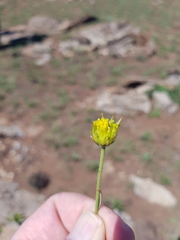 Lasiosiphon sericocephalus