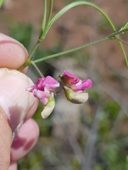 Dolichos angustifolius