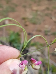 Dolichos angustifolius